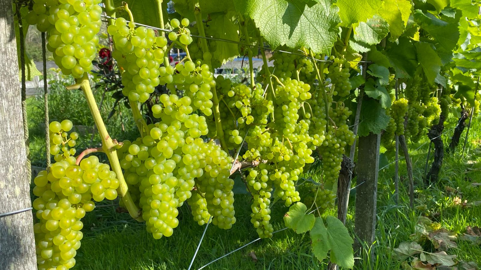 Vineyard