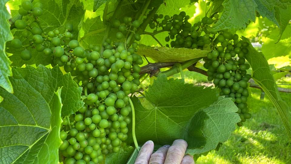 Vinyard - Förberedelser